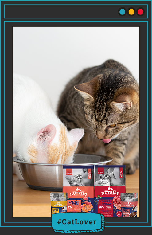 salud urinaria gatos hidratación